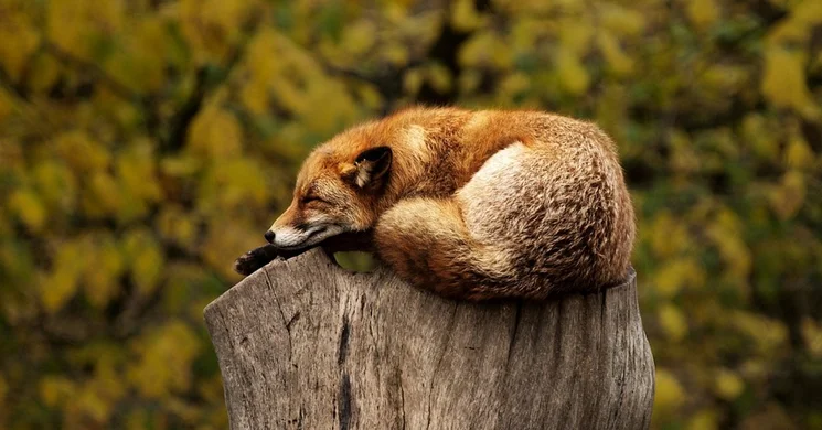 Természetfotós helyek Gemenc