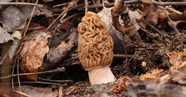 Gombakiállítás Budapest 2026 - Kucsmagomba napok a Magyar Természettudományi Múzeumban