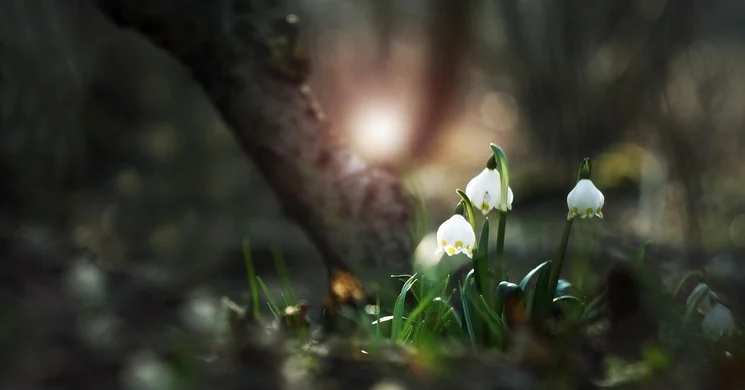 Bárányfoki tanösvény