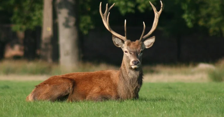 Zala Vármegyei Vadásznap 2025 Pölöske