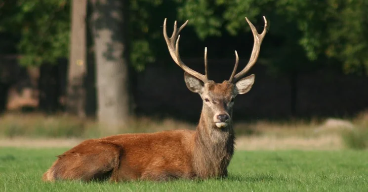 Északerdő Vadászatszervező Utazási Iroda Miskolc