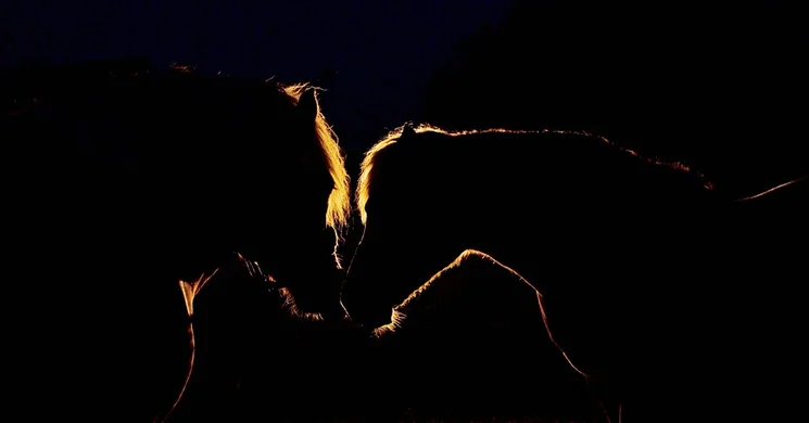 Történelmi lovas show. Éjszakai show Szilvásváradon