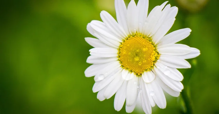 Fesztiválok június 2025