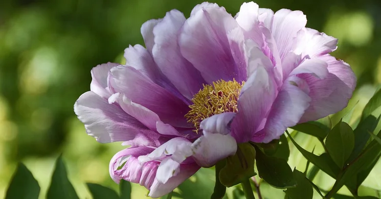 Pünkösdi élménynap 2025 Őcsény