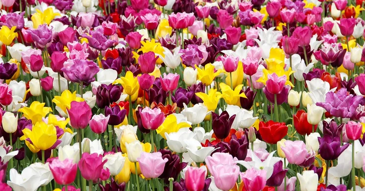 Tulipánhagyma vásár és fesztivál 2025 Kőröshegy