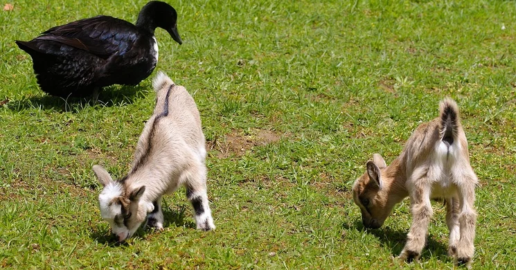 Állatsimogató a Budakeszi Vadasparkban 2026