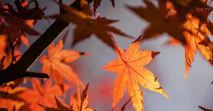 Szüret Tát 2025. Hagyományőrző programok és játszótér fesztivál