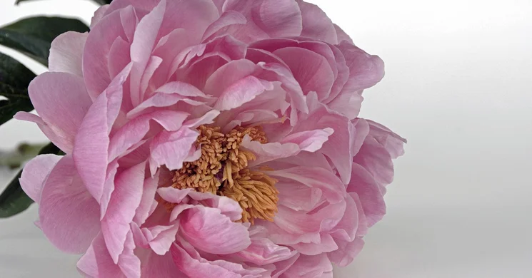 Pünkösdi Szezonnyitó Napok Balatongyörök 2025