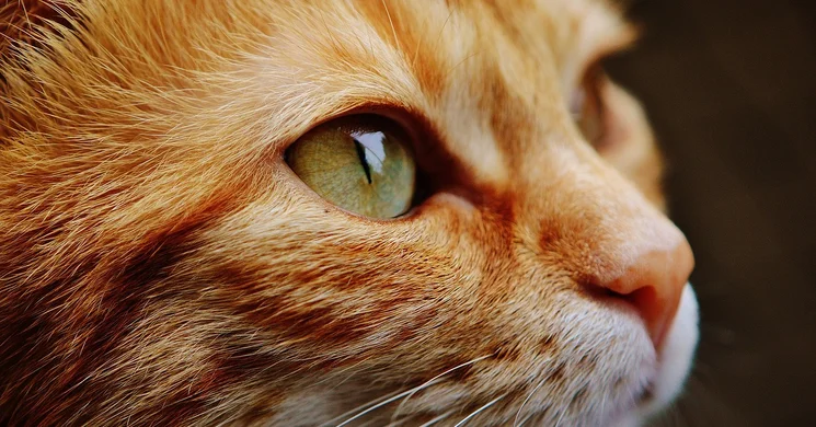 Október 2. csütörtöke. A látás világnapja