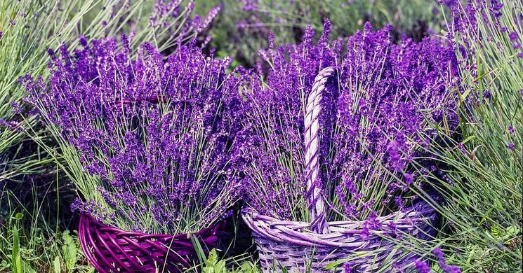 Levendula Hétvége 2025 Pázmánd