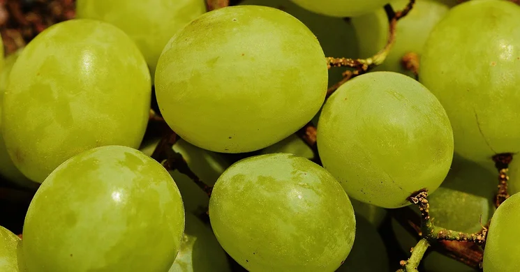 Szüret Nőtincs 2025. Szüreti Sokadalom és Hagyományőrző Fesztivál