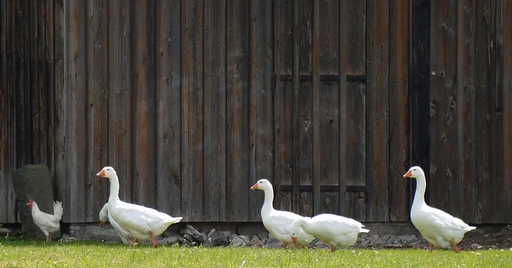 Márton-nap Nógrád megye 2025