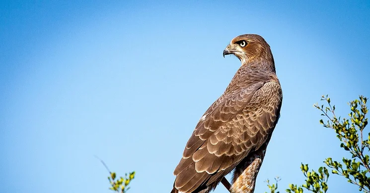 Solymászat oktatás