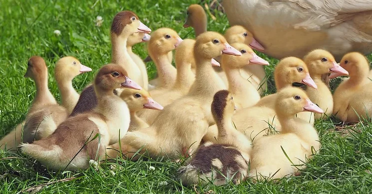 Márton-nap Makó 2025