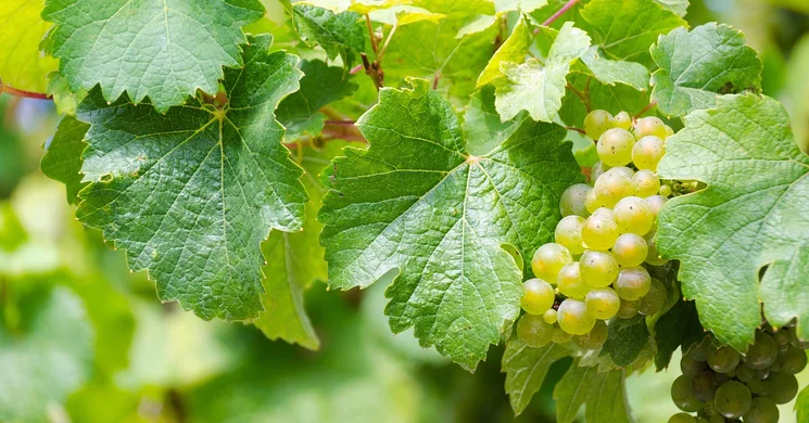 Borkóstolás Balatonfüred 2025