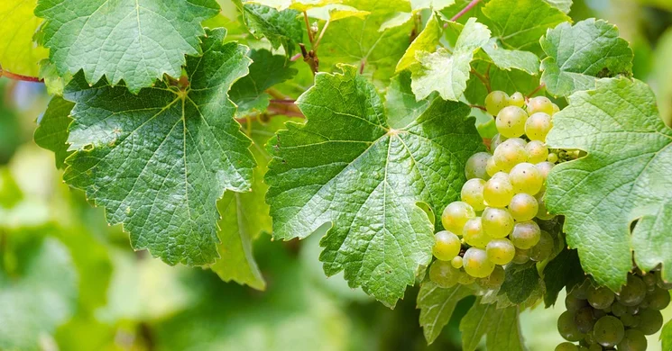 Józsai Szüreti Nap Debrecen