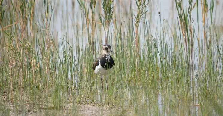 Madármegfigyelő Szabadidőpark Hegykő