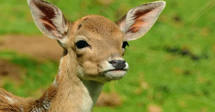 Sevako Vadászatszervező Iroda Pápa