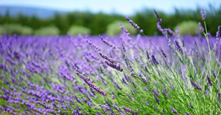 Levendula Fesztivál Szabolcs 2025