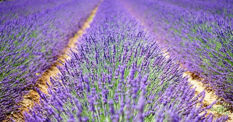 Levendula szedd magad Újkígyós 2025