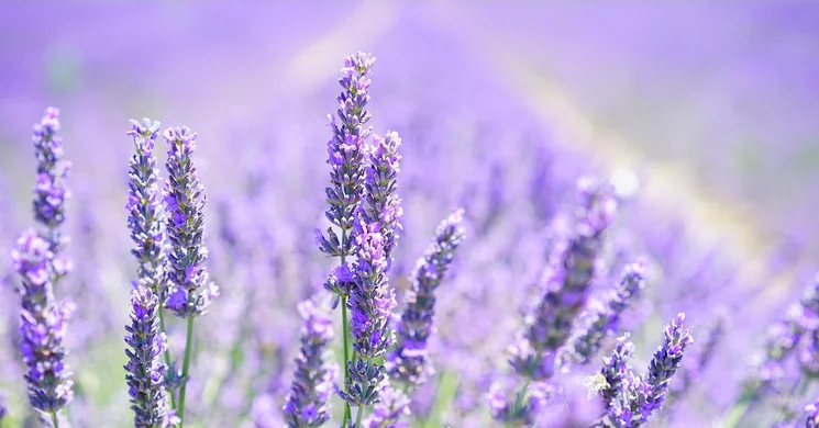 Véméndi Levendulaszüret 2025