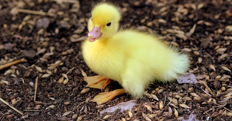 Országos Állat- és Kirakodóvásár Kiskunfélegyháza 2025 / 2026