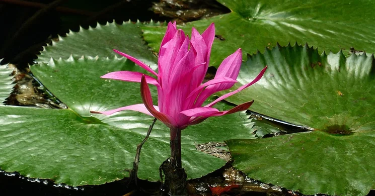 Hévízi programok 2026. december