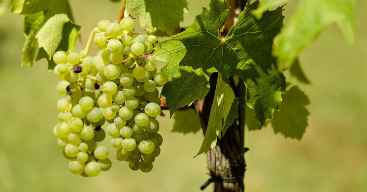 Mátrai Borok Mintabolt