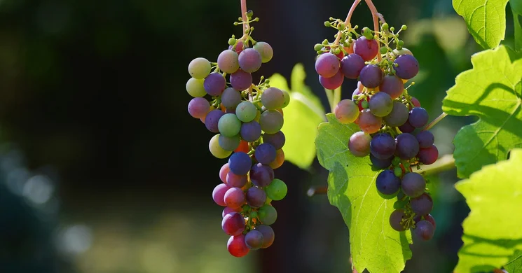 Istvándy FESZTelen Káptalantóti