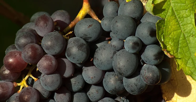 Kékfrankos, Kadarka és Régi Magyar Fajták Fesztiválja 2025 Gyöngyöspata