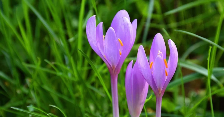 Kikerics panoráma sétány Nagyharsány