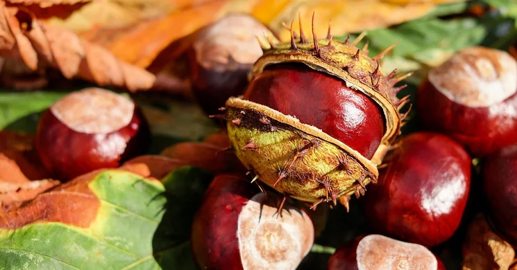 Cáki Gesztenyés Gasztro Fesztivál 2025