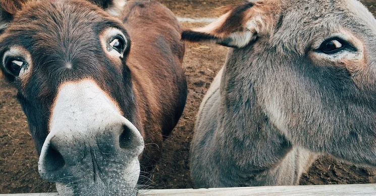 Állatsimogató programok 2026. Események, rendezvények