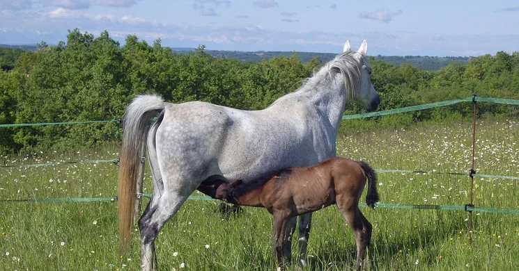 Augusztus 1. Az anyatejes táplálás világnapja