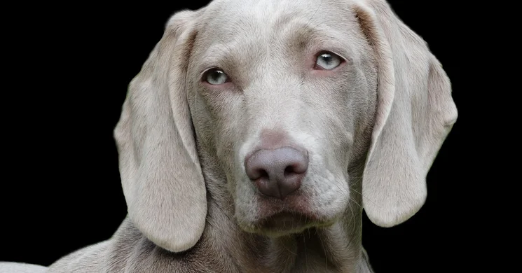 A kutyák világnapja