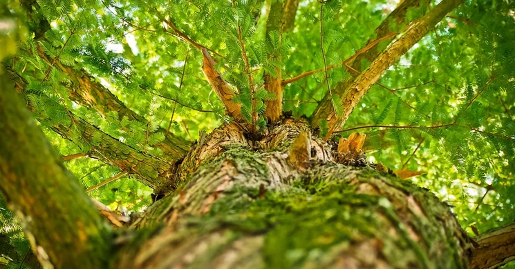 Recski arborétum Jámbortanya