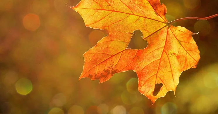 Őszi szüneti családi és gyermek programok, családi üdülések 2025