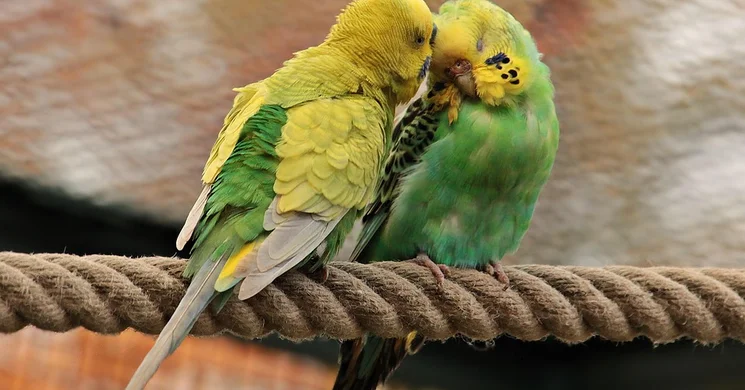 Békési Díszmadár Börze 2025