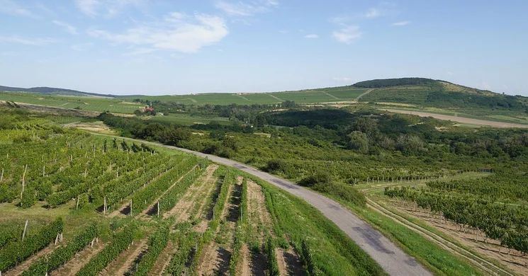 Szepsy Pincészet Mád