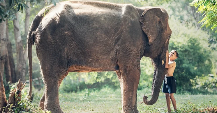 Augusztus 12. Az elefántok napja