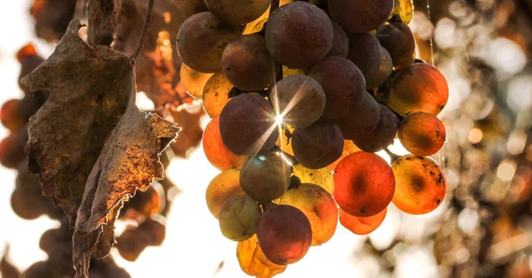 Cserszegtomaji Szüreti Vigasság 2025. Szüreti Nap