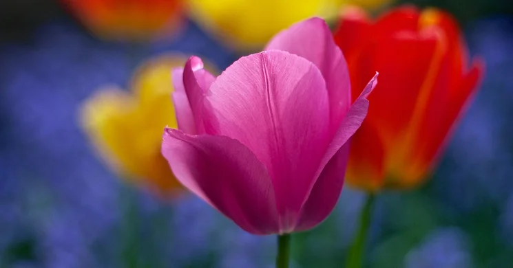 Tulipánszüret Kékcse 2026 -Tulipán szedd magad a TulipGarden Rétköz tulipánkertben