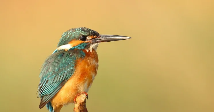 Lovaskocsikázás madárlessel a Fertő-Hanság Nemzeti Parkban