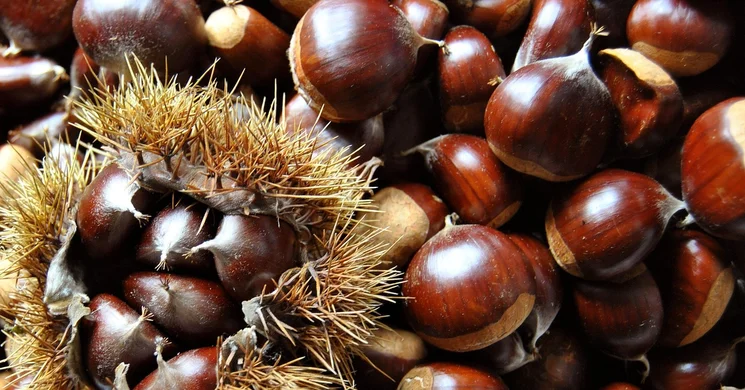 Ágfalva programok 2025