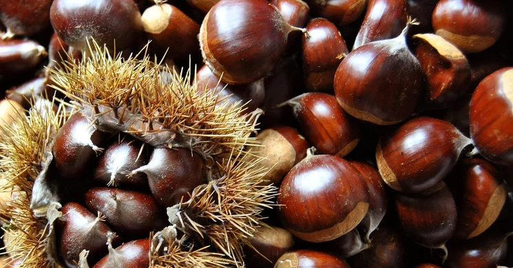 Ágfalvi Gesztenyefesztivál 2025