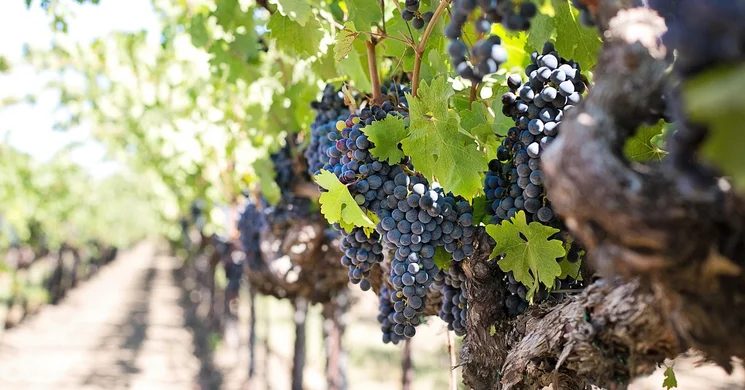 Garamvári Szőlőbirtok