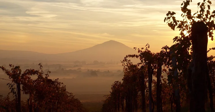 Újbor kóstoló Villány