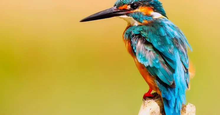 Európai Madármegfigyelő Napok 2025