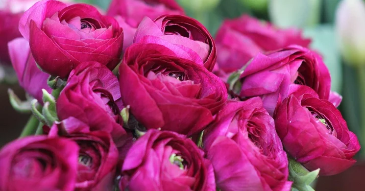 Beledi Pünkösdi Fesztivál