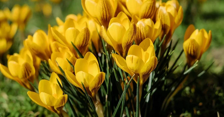 Tarjáni Tavasz 2025. Összművészeti fesztivál, kultúra határok nélkül